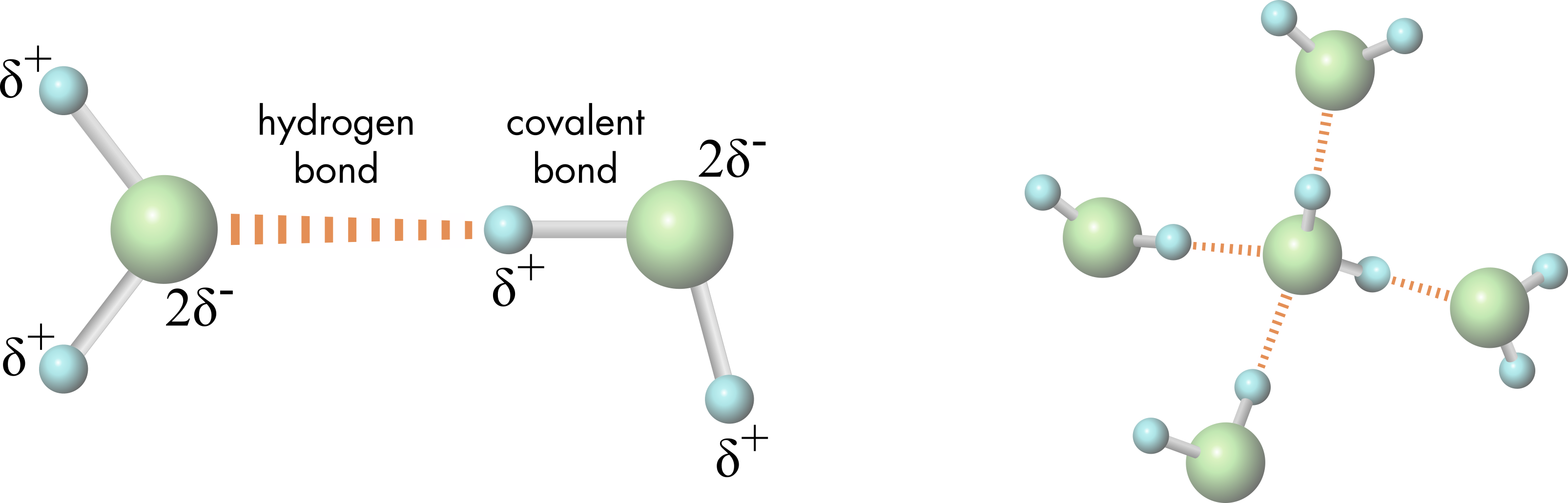 water-molecule-hydrogen-bond-diagram