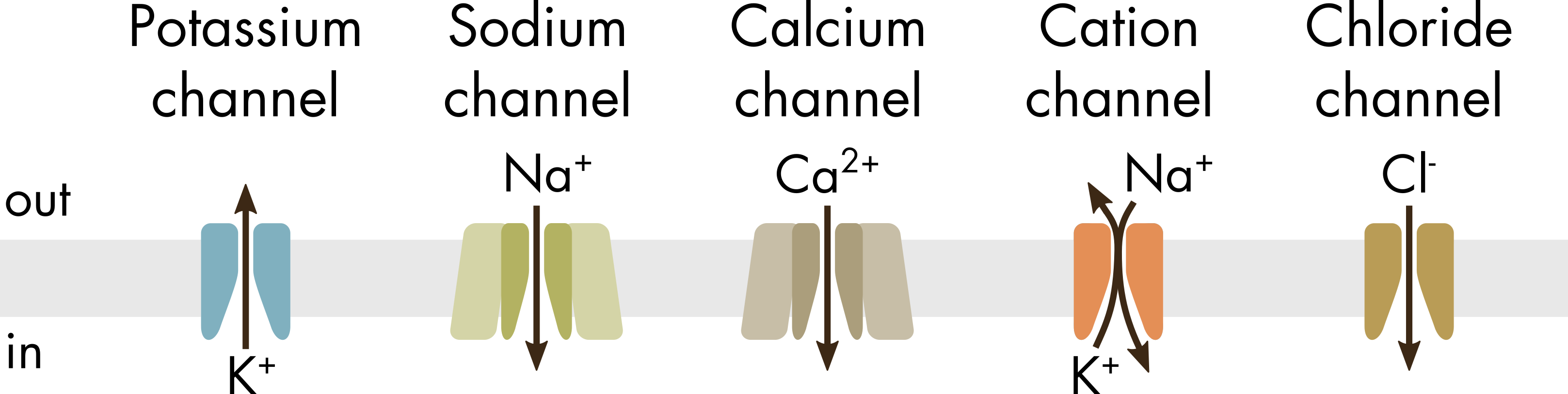Ion Channel Animation